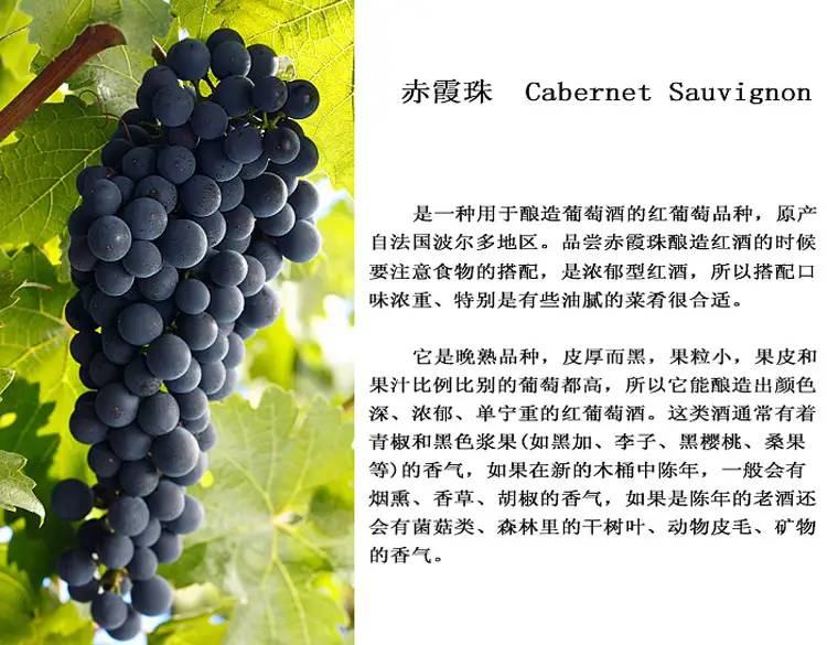 赤霞珠Cabernet Sauvignon —一种用于酿造葡萄酒品种